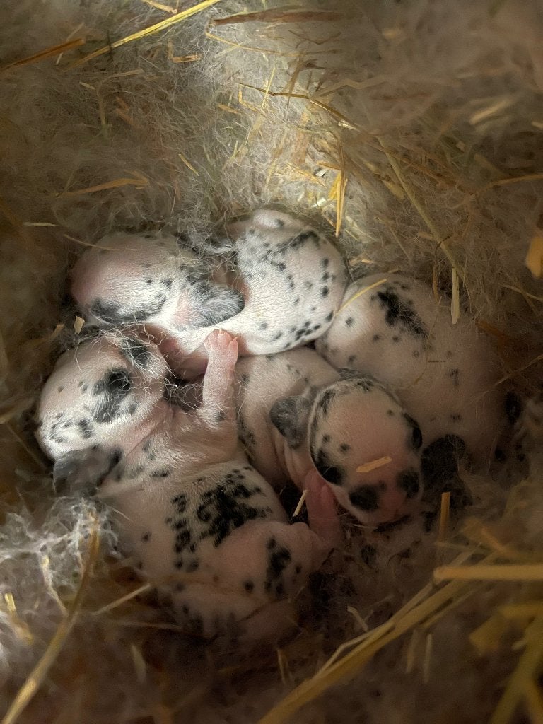 dwergrex dalmatiner, Dieren en Toebehoren, Konijnen, Dwerg, Meerdere dieren