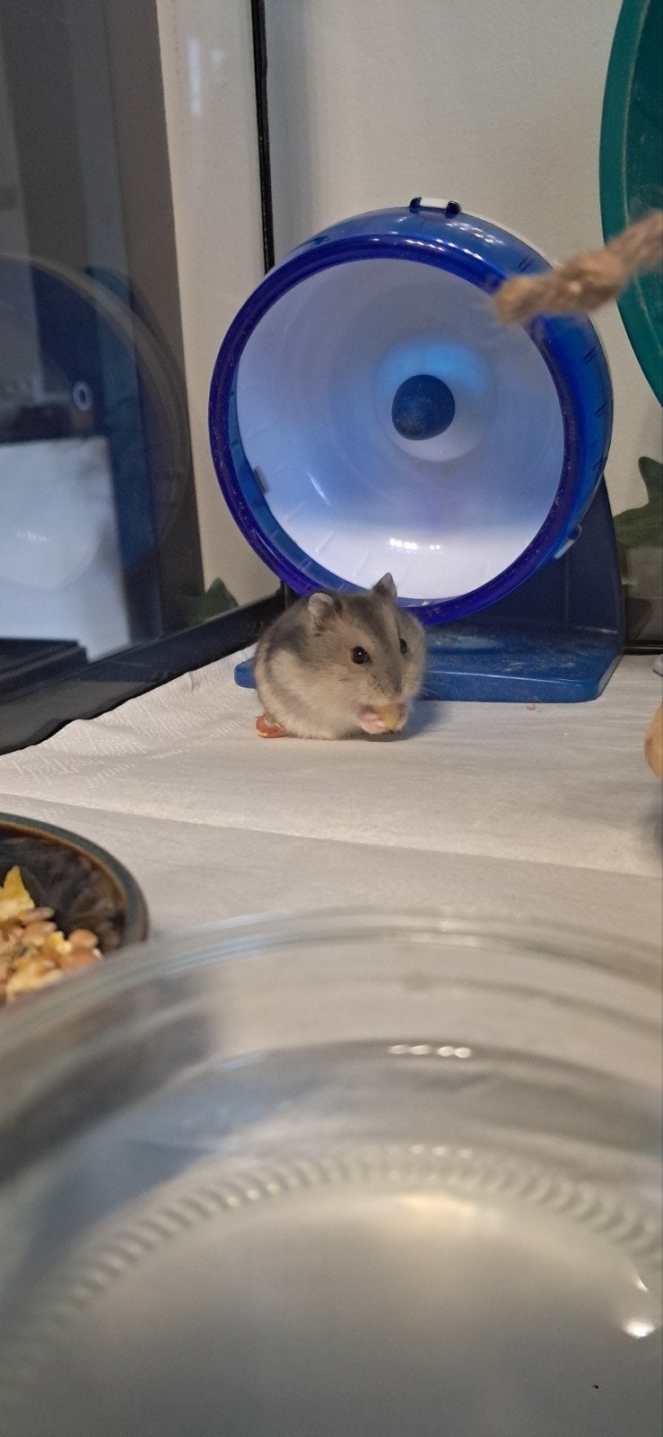 3 hamsters nains russes mâles GRATUITS, Hamster, Mâle, Domestique, Septembre