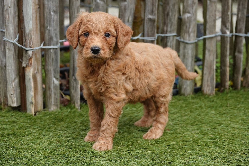 Prachtige medium Goldendoodle pups, Abrikoos & Abrikoos/rood, België, Overige rassen, CDV (hondenziekte), 8 tot 15 weken