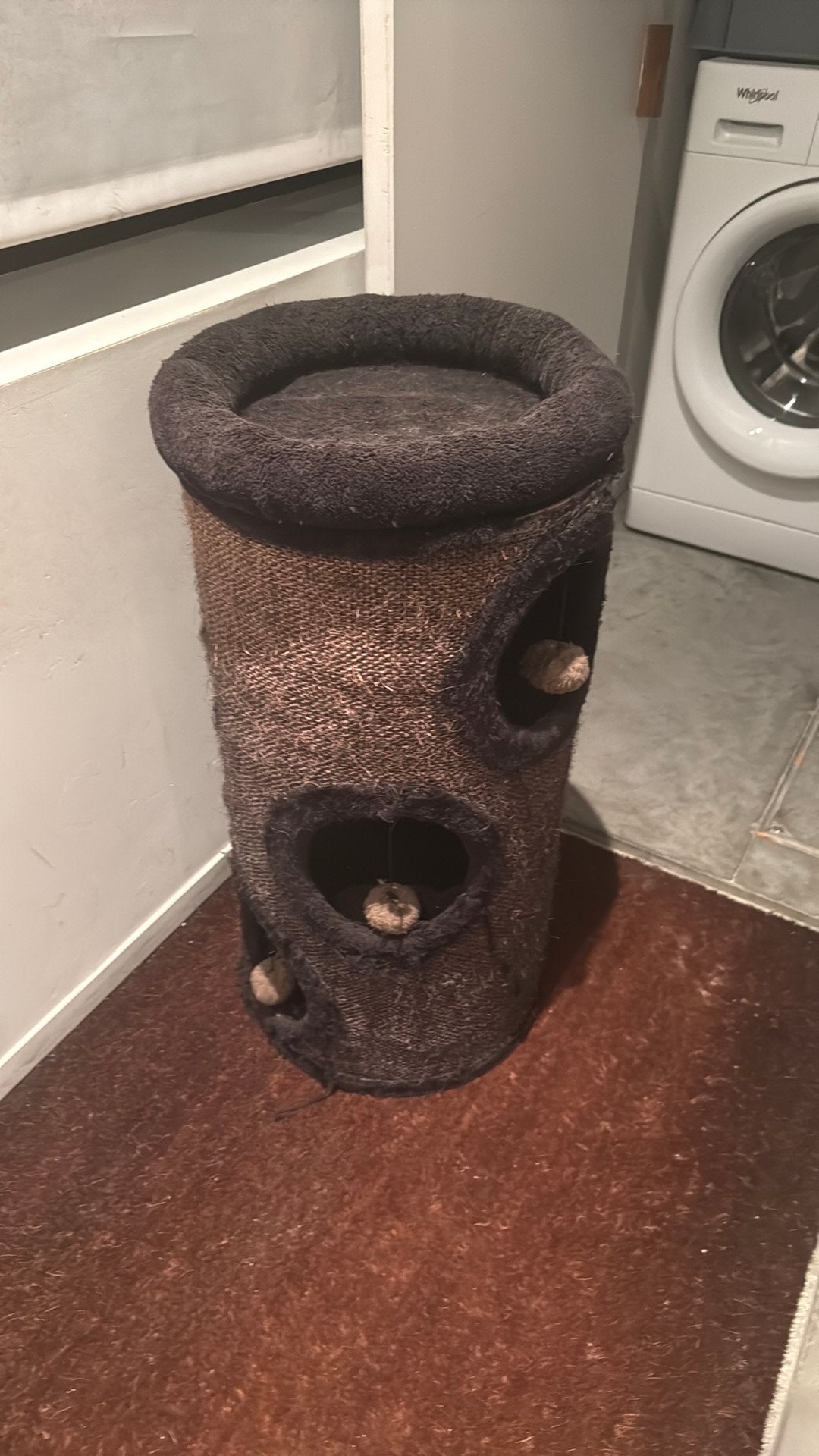 Krabton katten, Dieren en Toebehoren, Ophalen of Verzenden, Krabton