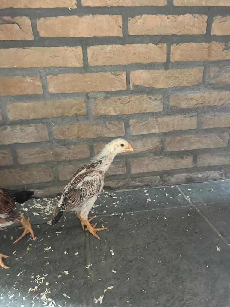 Poulets, Poule ou poulet