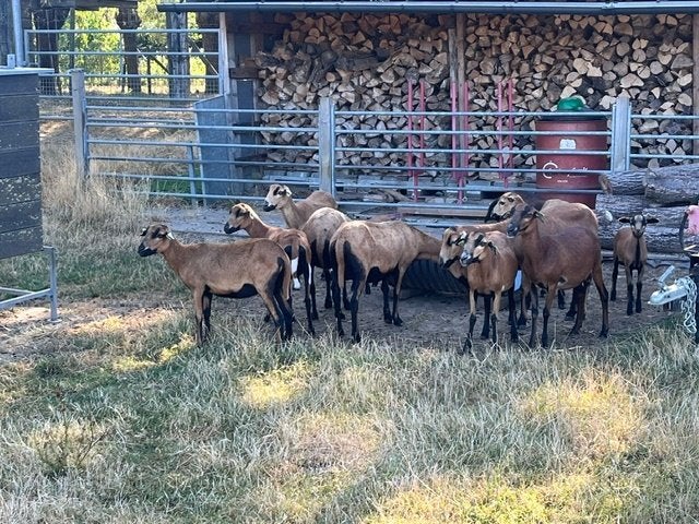 Kameroen schapen jonge ooien of ooien + lammetjes ooien, Dieren en Toebehoren, Schapen, Geiten en Varkens, Vrouwelijk, Schaap