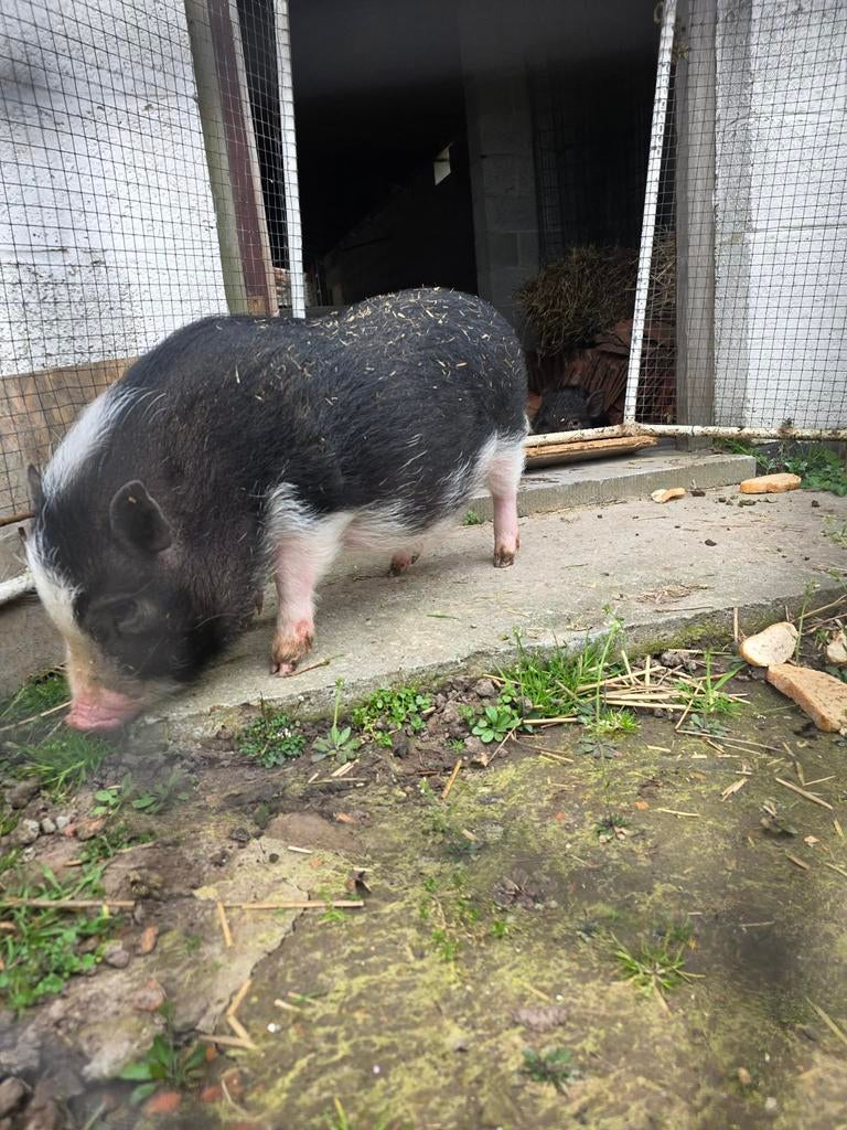 2 mini-cochons ventrus à vendre