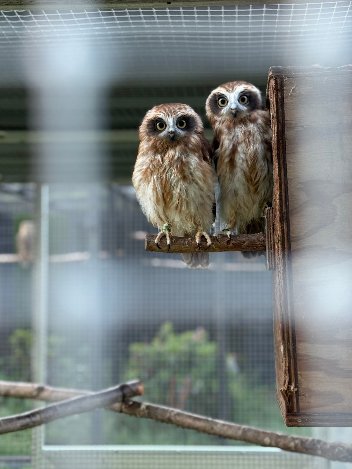 Koppel boobook uilen, Roofvogel