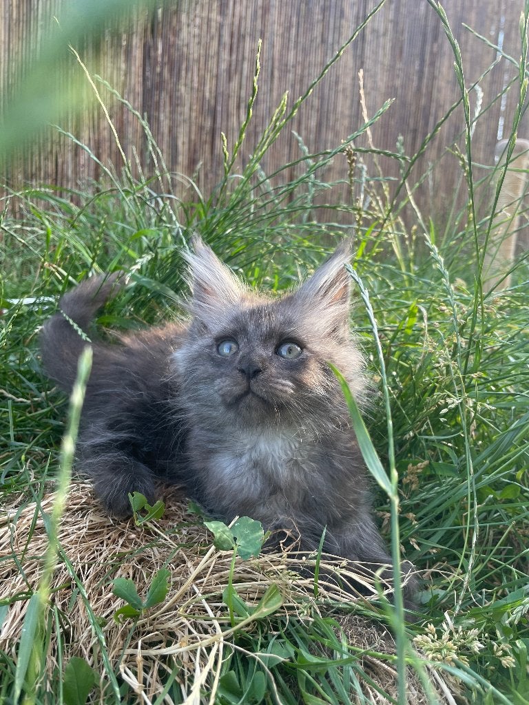 Maine Coon kittens, Dieren en Toebehoren, Katten en Kittens | Raskatten | Langhaar, Kater, 0 tot 2 jaar, Gechipt, Ontwormd, Ingeënt