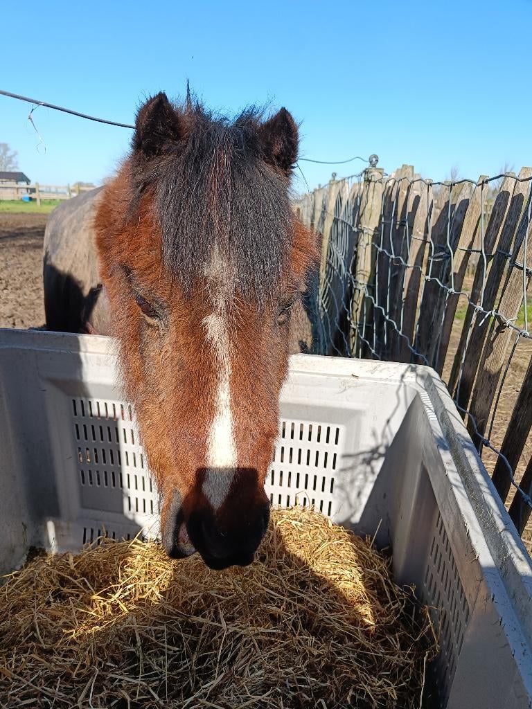 Gezocht: weide voor 2 pony's, Dieren en Toebehoren, Weidegang