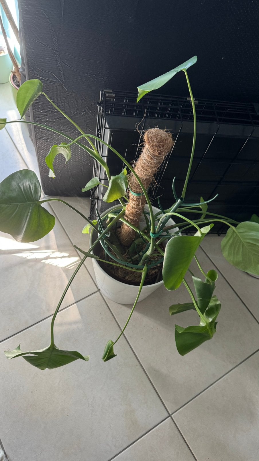 Monstera, Autres espèces, Moins de 100 cm, Enlèvement, Plante verte
