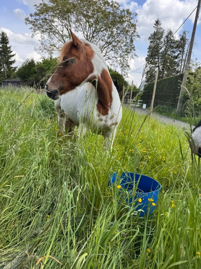 Halve stal voor twee pony’s, Dieren en Toebehoren, Stalling en Weidegang
