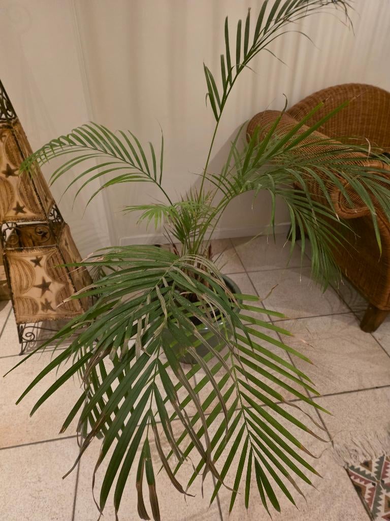 Grote kamerplant, Groene kamerplant, Ophalen, Palm, 100 tot 150 cm