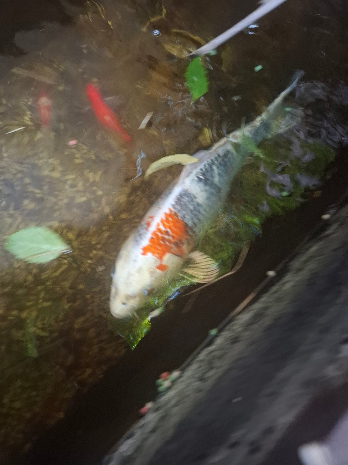 Koi zoekt vijver, Dieren en Toebehoren