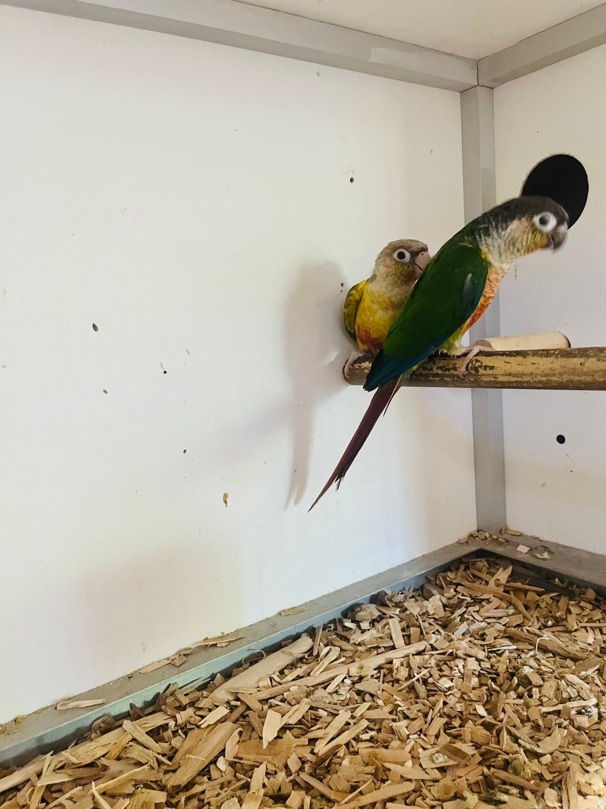 Kweekpaar voor parkieten, Dieren en Toebehoren, Papegaai