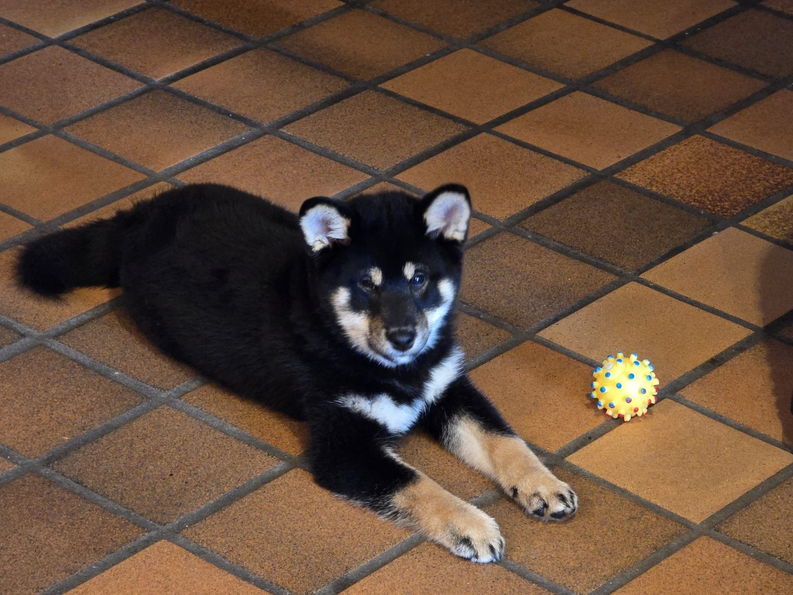 Shiba inu pups - FCI stamboom - ouders gezondheidstesten, Dieren en Toebehoren, België, Fokker | Hobbymatig, Overige rassen, Meerdere