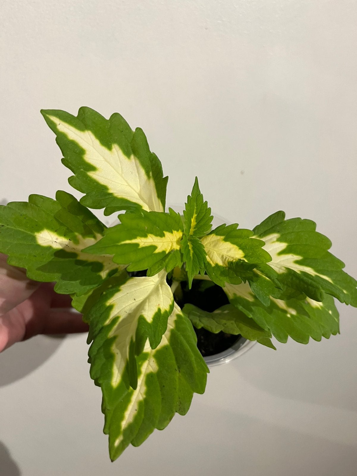Coleus kong green halo, Autres espèces, Enlèvement ou Envoi, Plante à fleurs, Moins de 100 cm