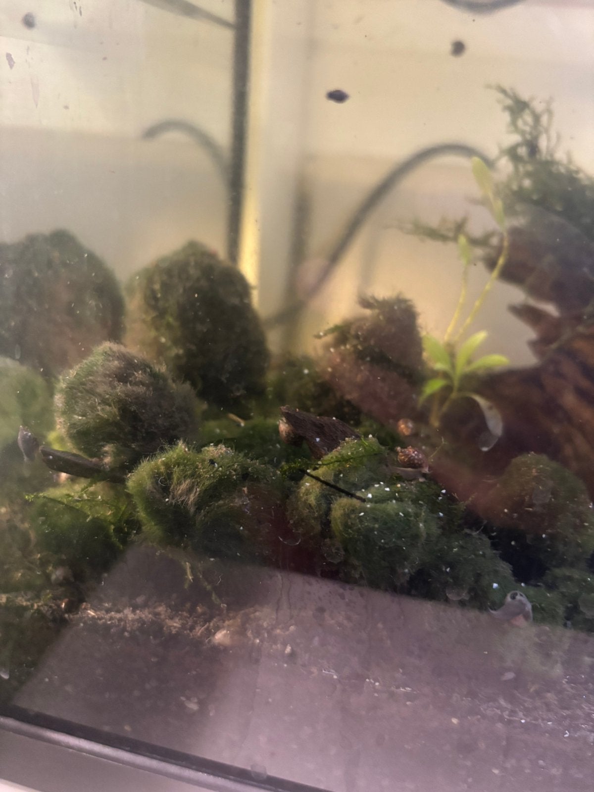 Gezonde groene mosbollen voor aquarium / garnalen, Dieren en Toebehoren, Ophalen, Zo goed als nieuw