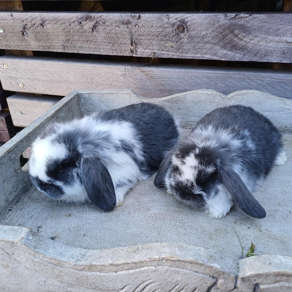 Minilop dwerghangoortjes, Dieren en Toebehoren, Konijnen, Dwerg, Hangoor