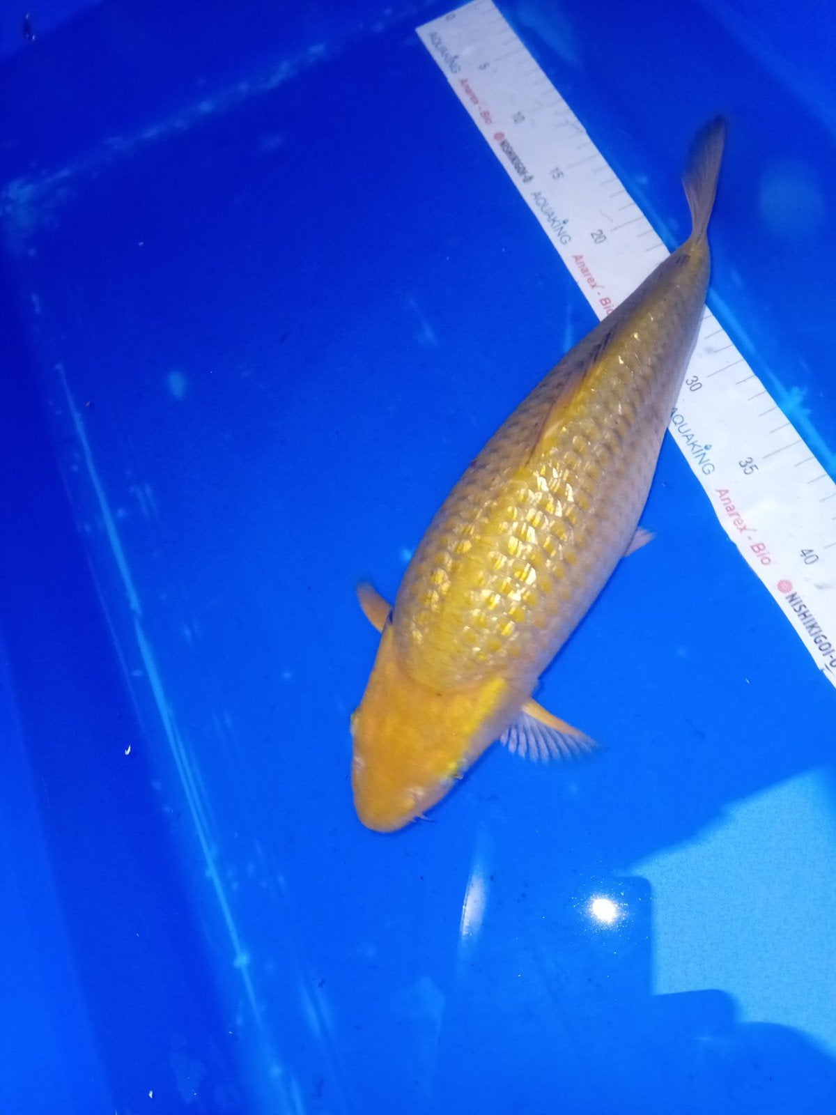 Ginrin chagoi 3, Karper of Koi