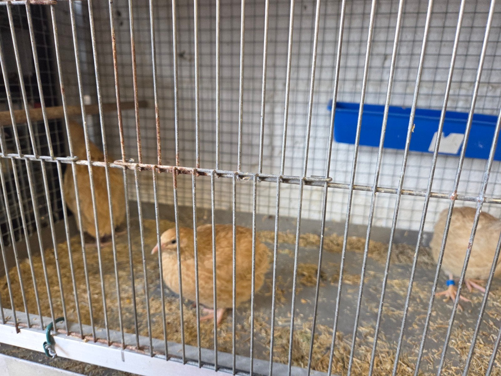 130 cailles avec cage d'élevage et fournitures, Plusieurs animaux, Autres espèces