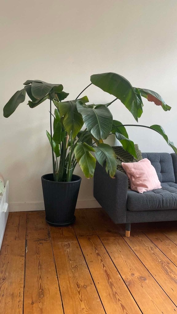 Strelitzia Nicolai – grote kamerplant, Ophalen, Overige soorten, Halfschaduw, In pot