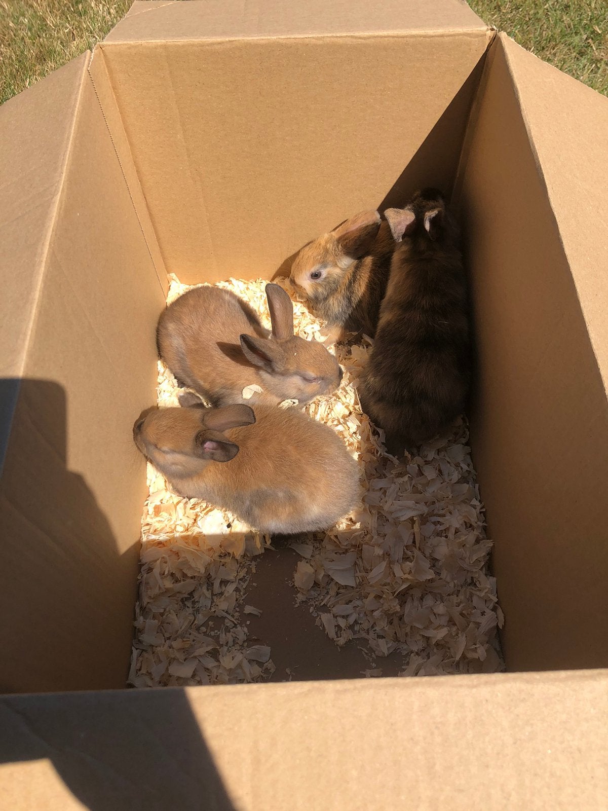 Dwergkonijntjes te koop, Dieren en Toebehoren, Meerdere dieren, Klein, 0 tot 2 jaar