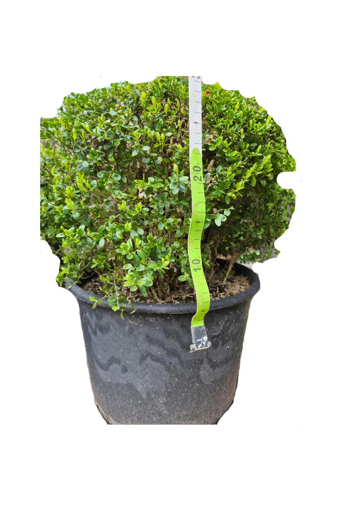 Buxus in pot - 30 cm, Tuin en Terras, Ophalen, Vaste plant, Overige soorten