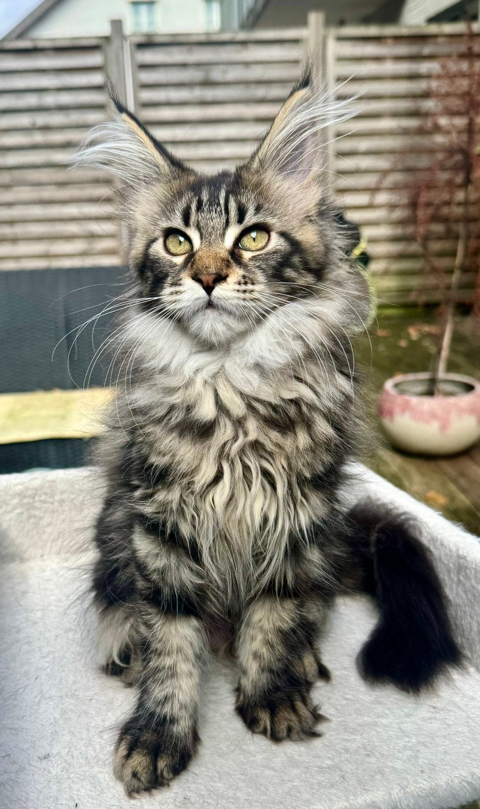 Prachtig Maine Coon poesje met stamboom, Poes, Met stamboom, 0 tot 2 jaar