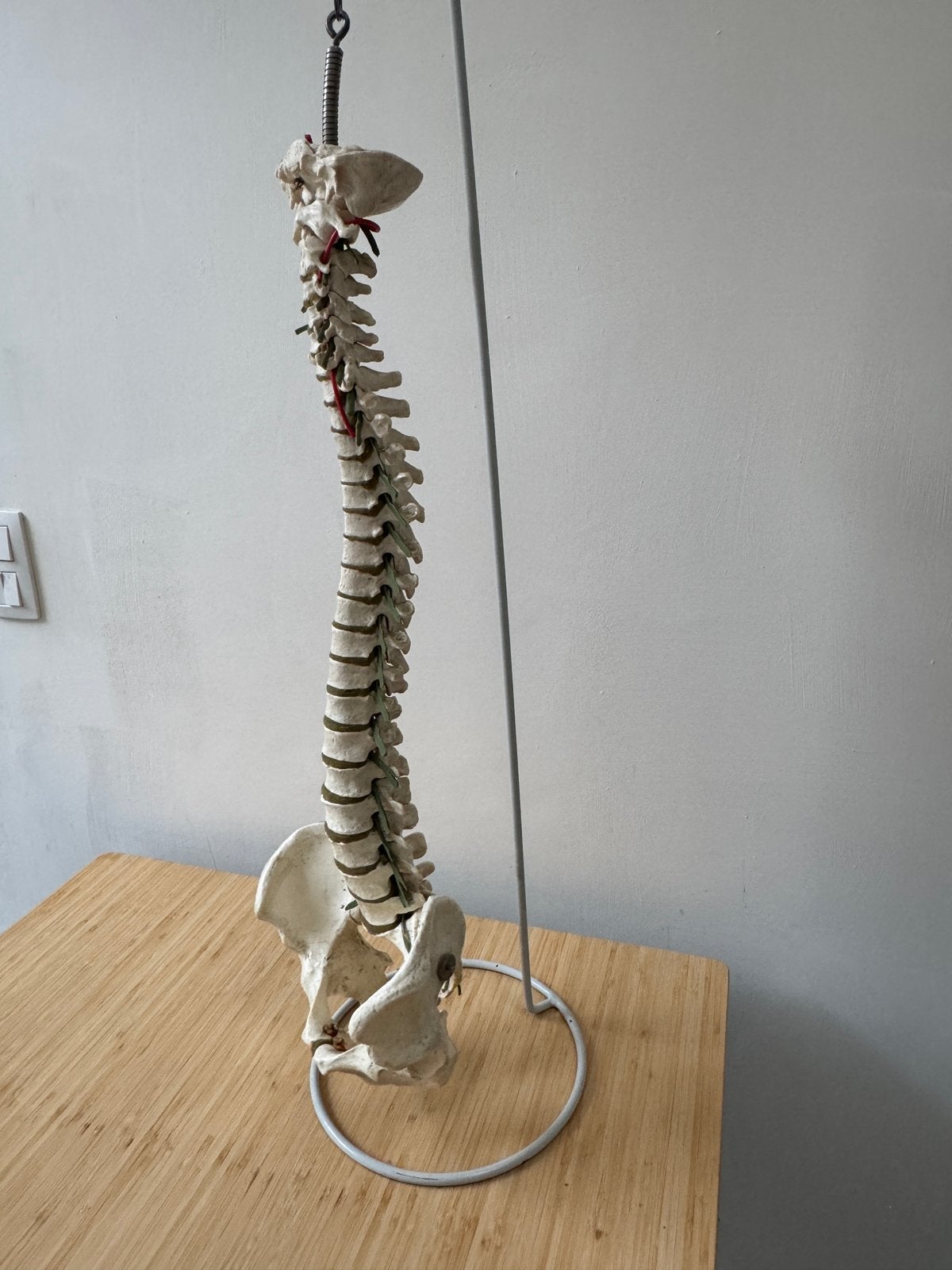 Flexibel anatomisch model wervelkolom, Divers, Enlèvement, Utilisé
