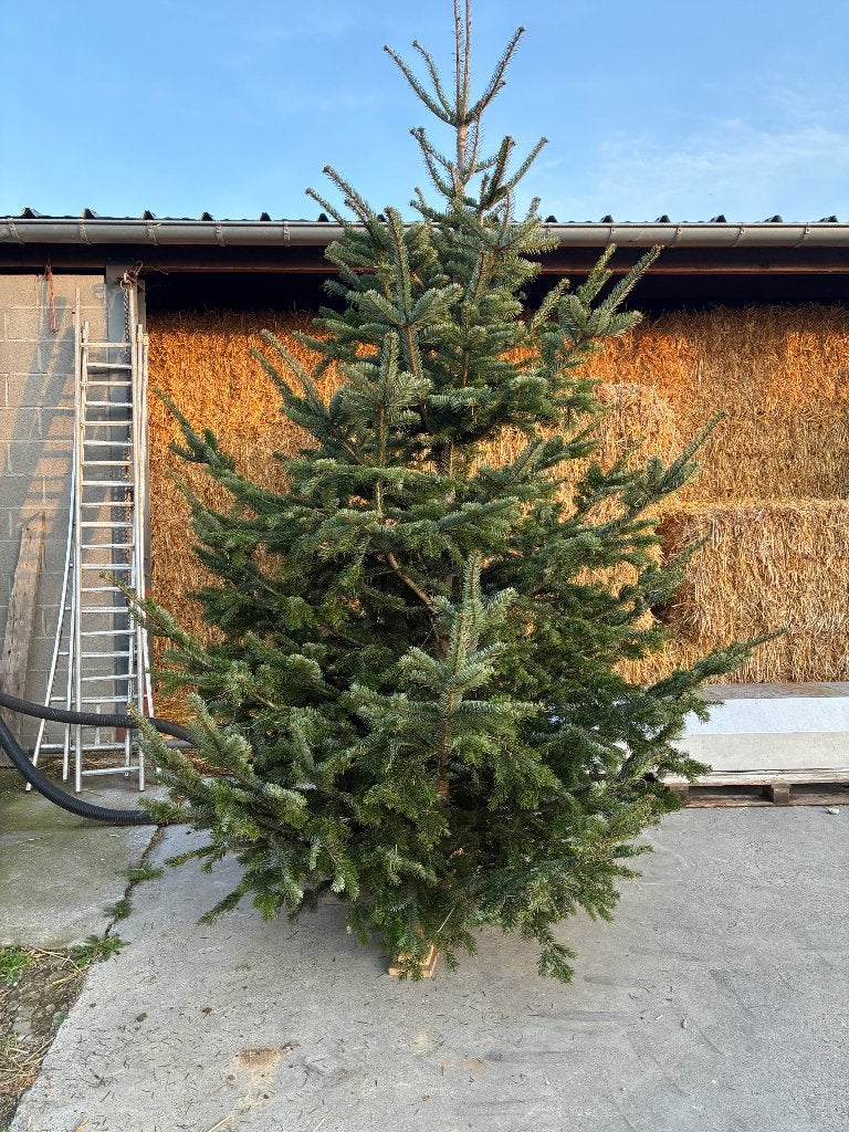Grote kerstboom op voet, Diversen, Ophalen