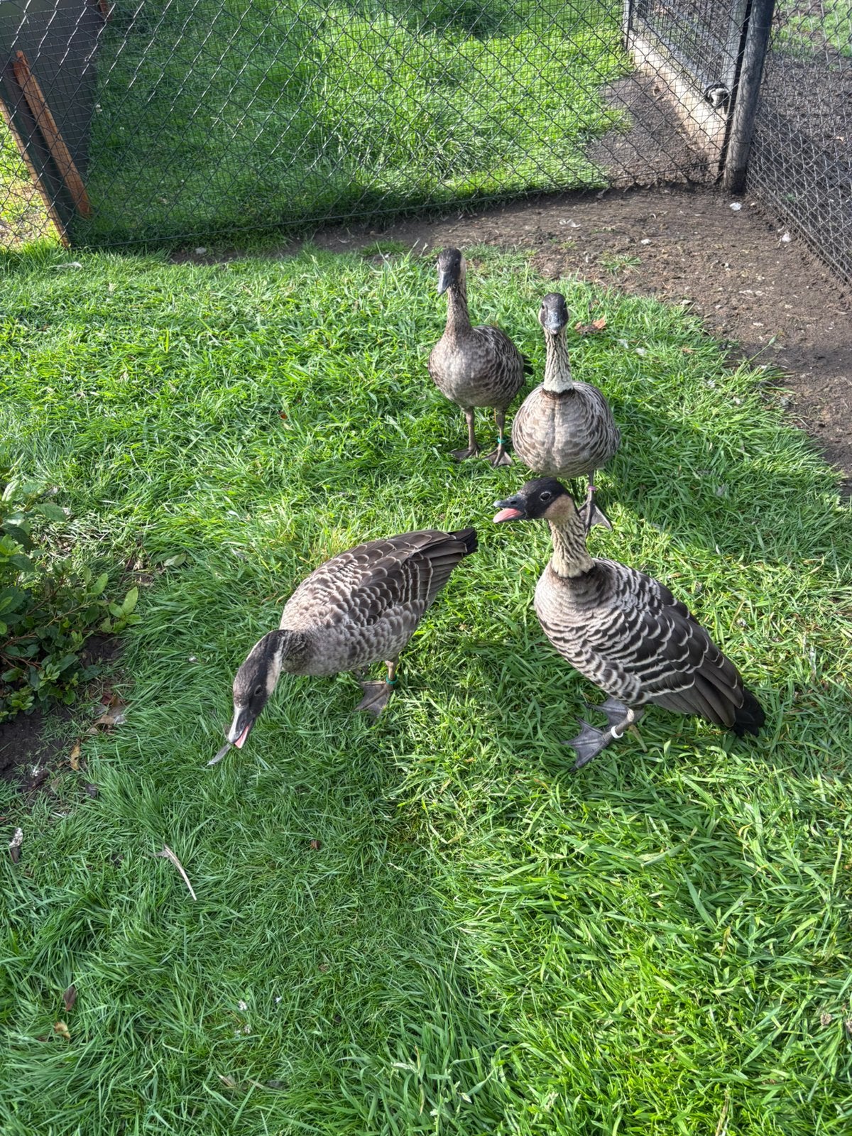 Hawaï ganzen, Plusieurs animaux, Oie ou Cygne