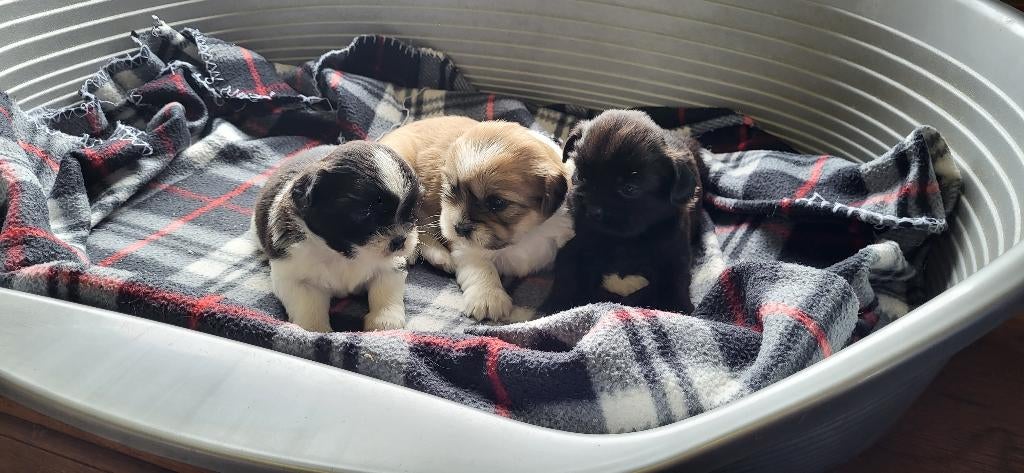 Kruising Cavalier en Shih Tzu pups, Dieren en Toebehoren, Parvo, België, 8 tot 15 weken, Meerdere