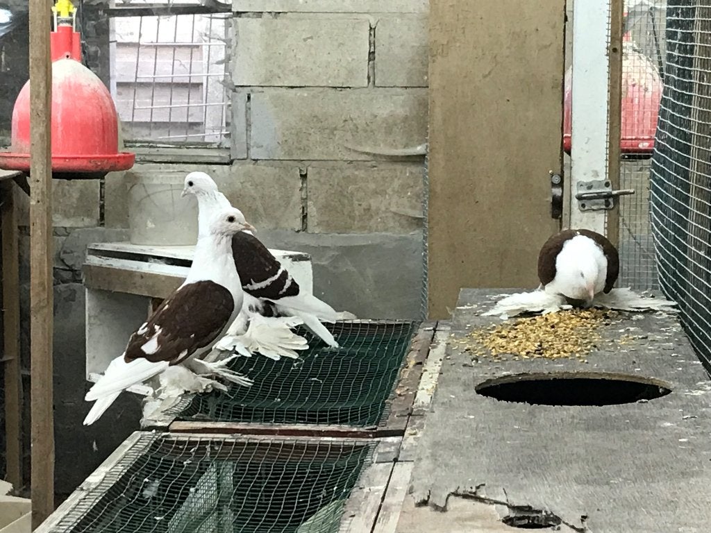 Saksische schildduif (per koppel), Dieren en Toebehoren, Meerdere dieren, Overige soorten