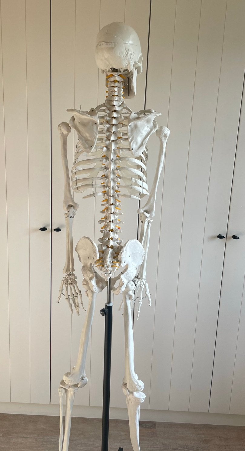 Anatomie model: skelet, Ophalen, Zo goed als nieuw