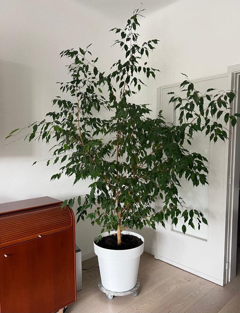 Ficus benjamina 250cm x 180cm in pot met ballast en drainage, Ophalen, Ficus, In pot, 200 cm of meer
