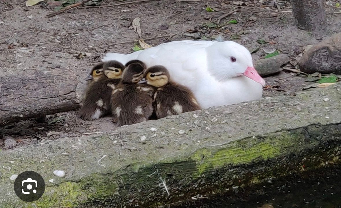 Witte mandarijn eend kuikens, Sexe inconnu, Canard