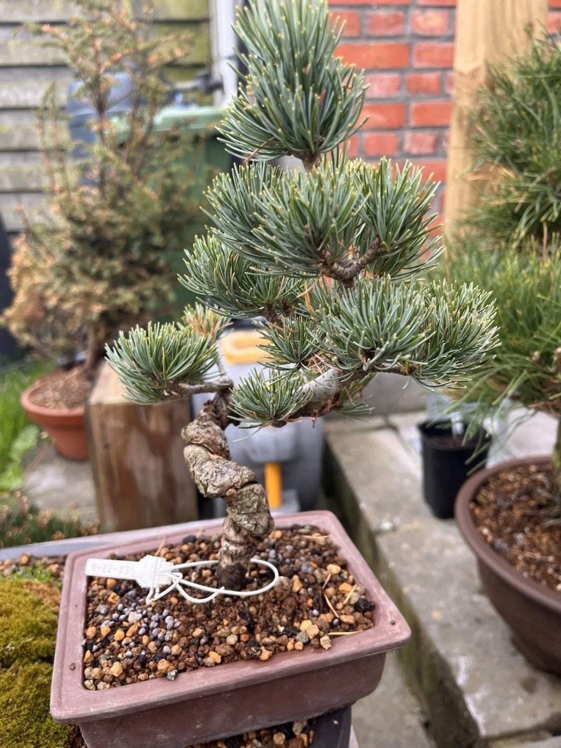 Bonsai Pinus pentaphylla, Ophalen of Verzenden