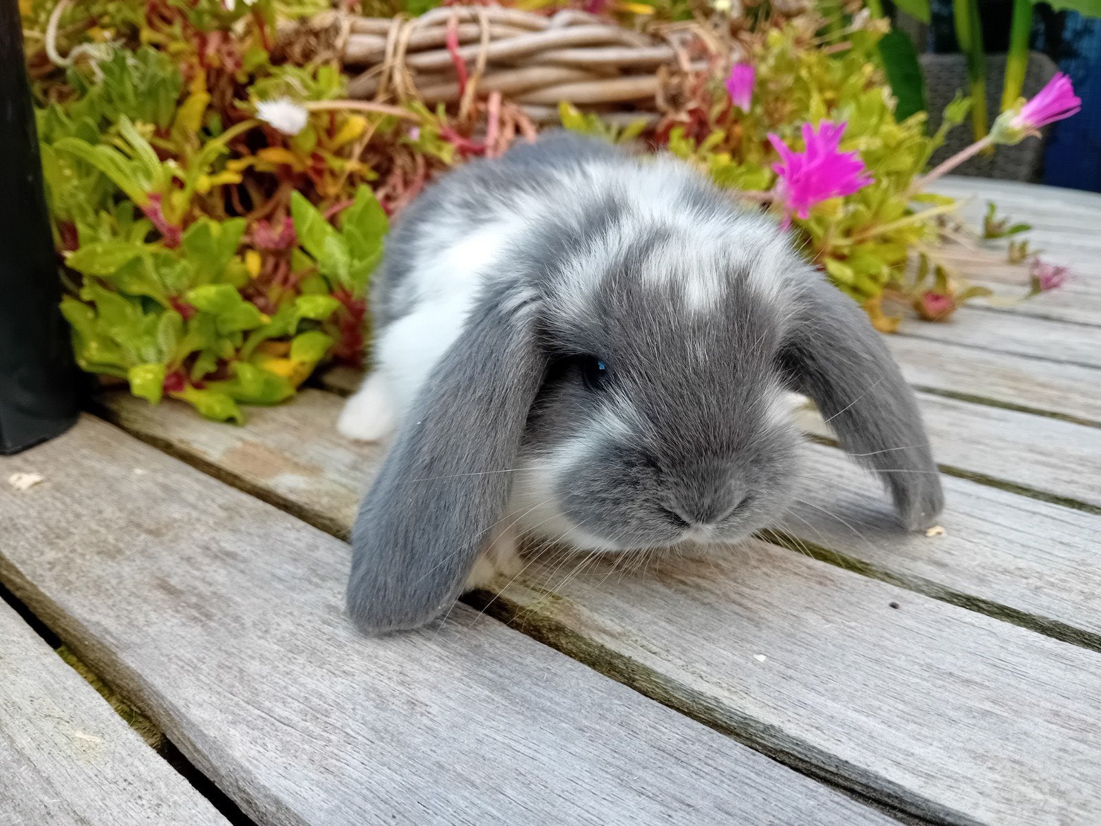 nog enkele franse hangoren, Dieren en Toebehoren, Geslacht onbekend, Groot, Hangoor, 0 tot 2 jaar