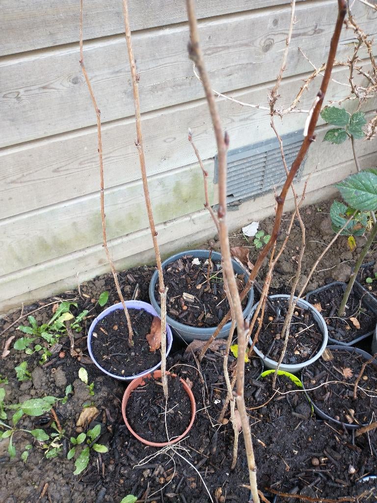 Framboos, Lekker, gezond, bio met excellente eco-score, Ophalen, Vaste plant, Fruitplanten, Volle zon