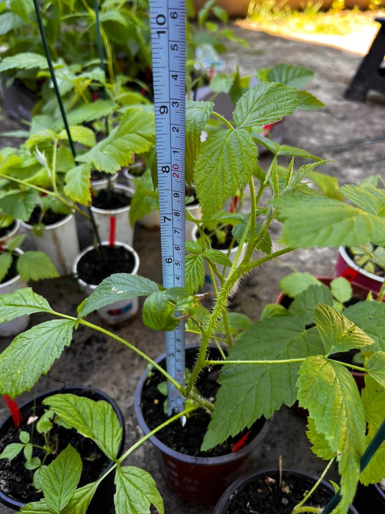 Prachtige Frambozen- & Bramenplanten te Koop!, Ophalen of Verzenden