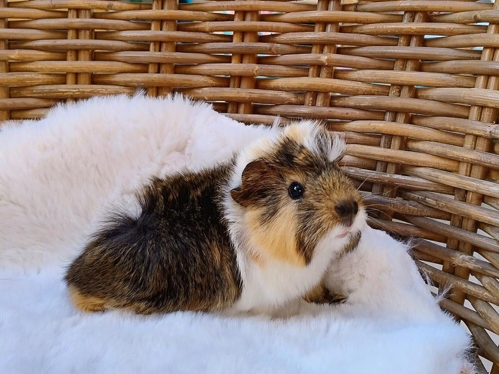 Jonge langharige cavia's, Avril, Cobaye
