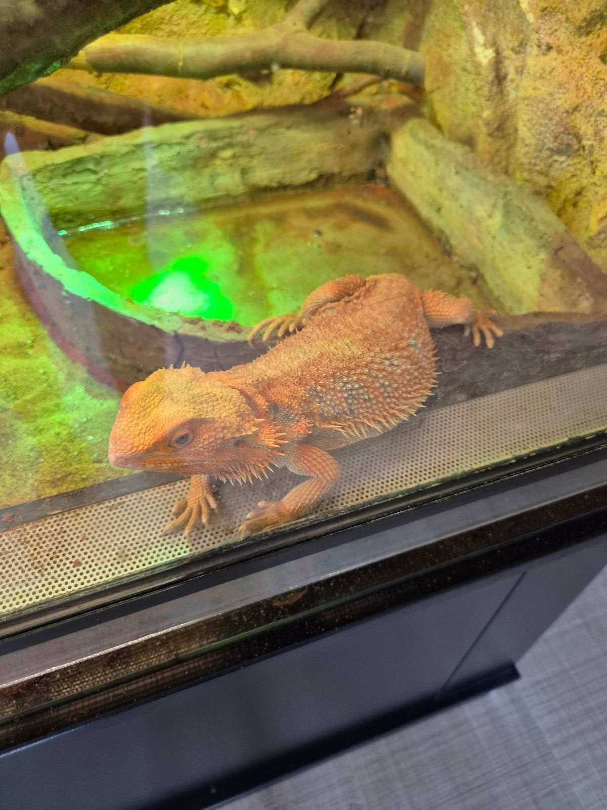de laaste 2 baardagamen te koop, Dieren en Toebehoren