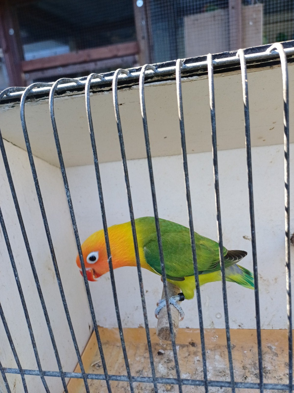 Ficherie eewing groen, Dieren en Toebehoren, Vogels | Parkieten en Papegaaien