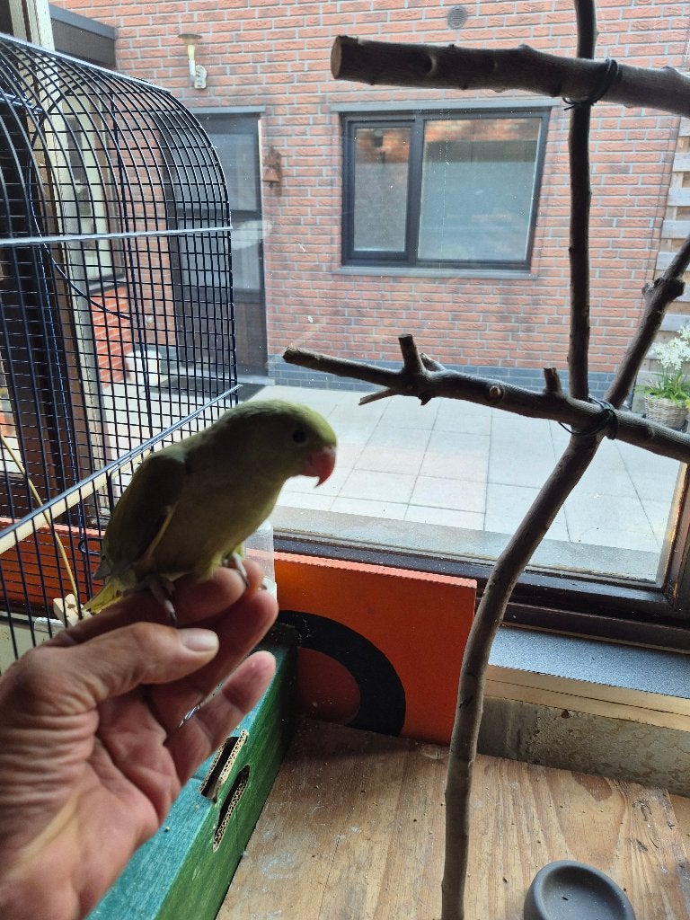 Halsbandparkieten, Dieren en Toebehoren, Vrouwelijk, Geringd