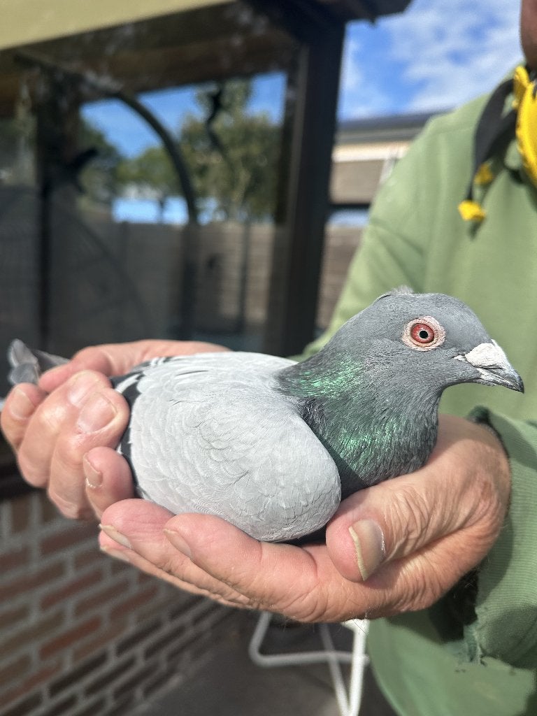Bewezen kweekduiven, Mâle, Pigeon voyageur