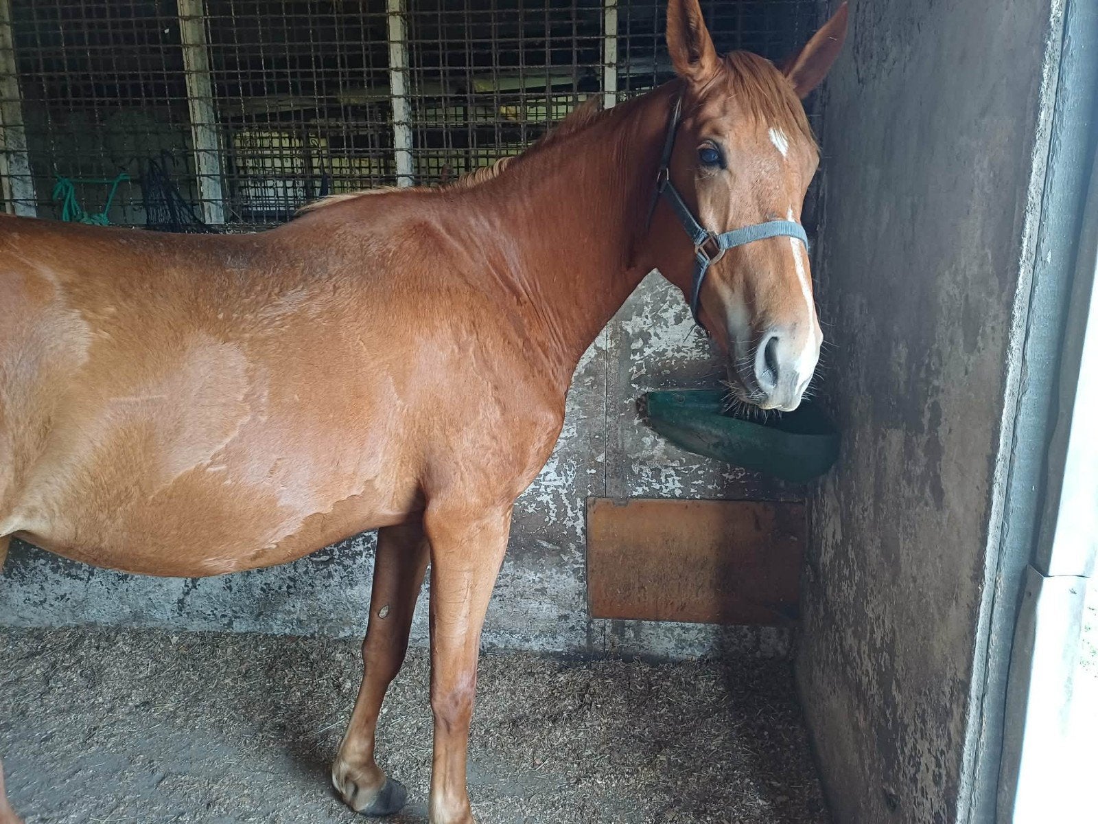 3 jarige merrie, Dieren en Toebehoren, Merrie, Zadelmak