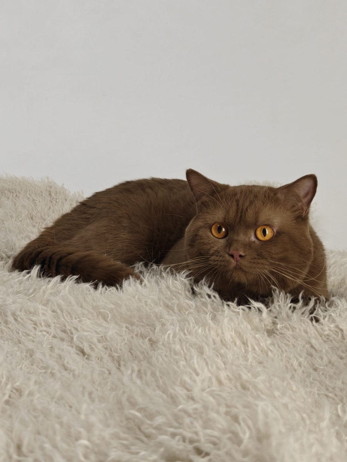 Cinnamon dekkater, Dieren en Toebehoren, Katten en Kittens | Dekkaters, 0 tot 2 jaar