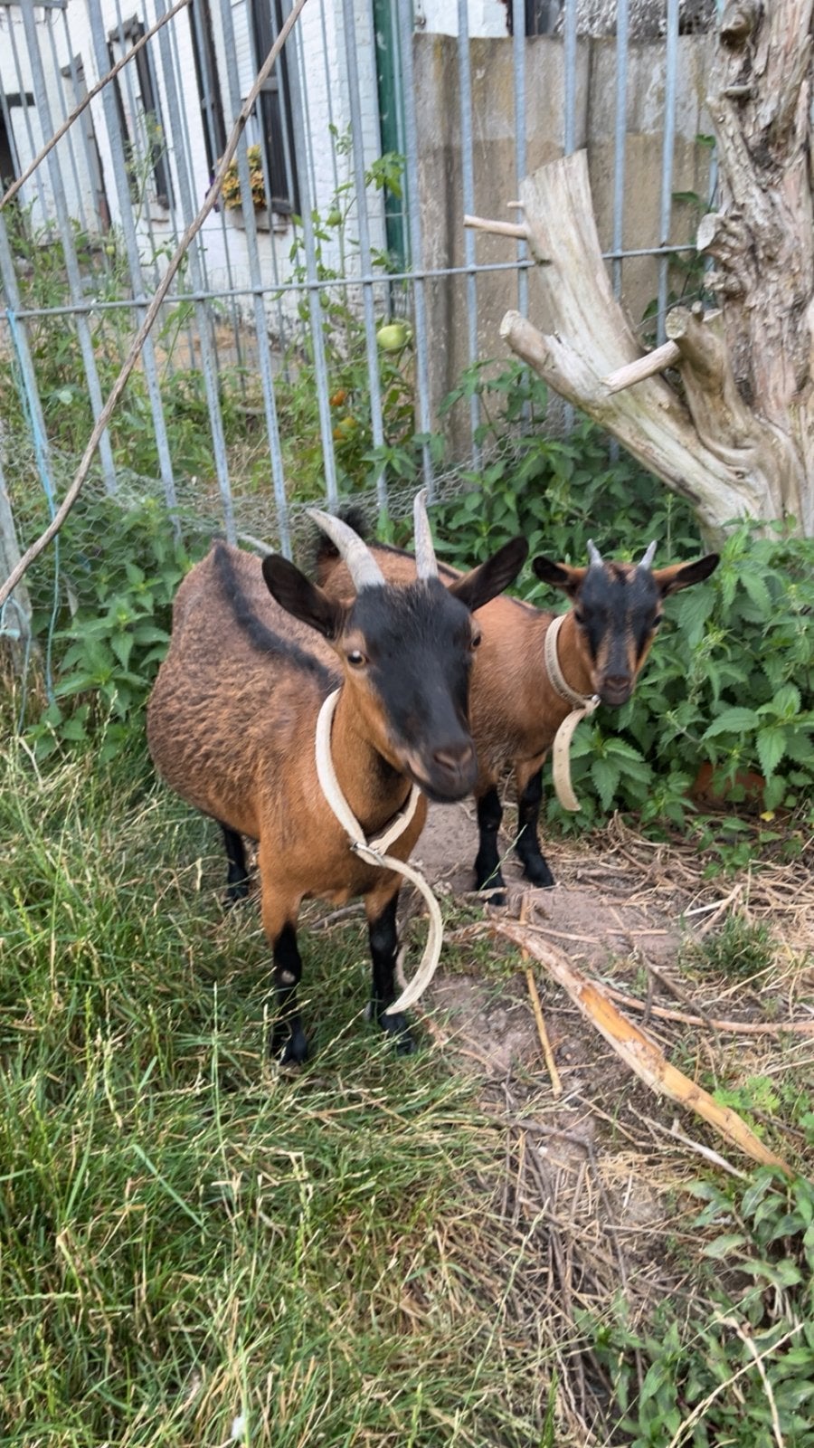 Dwerggeiten, Meerdere dieren, Geit, 0 tot 2 jaar