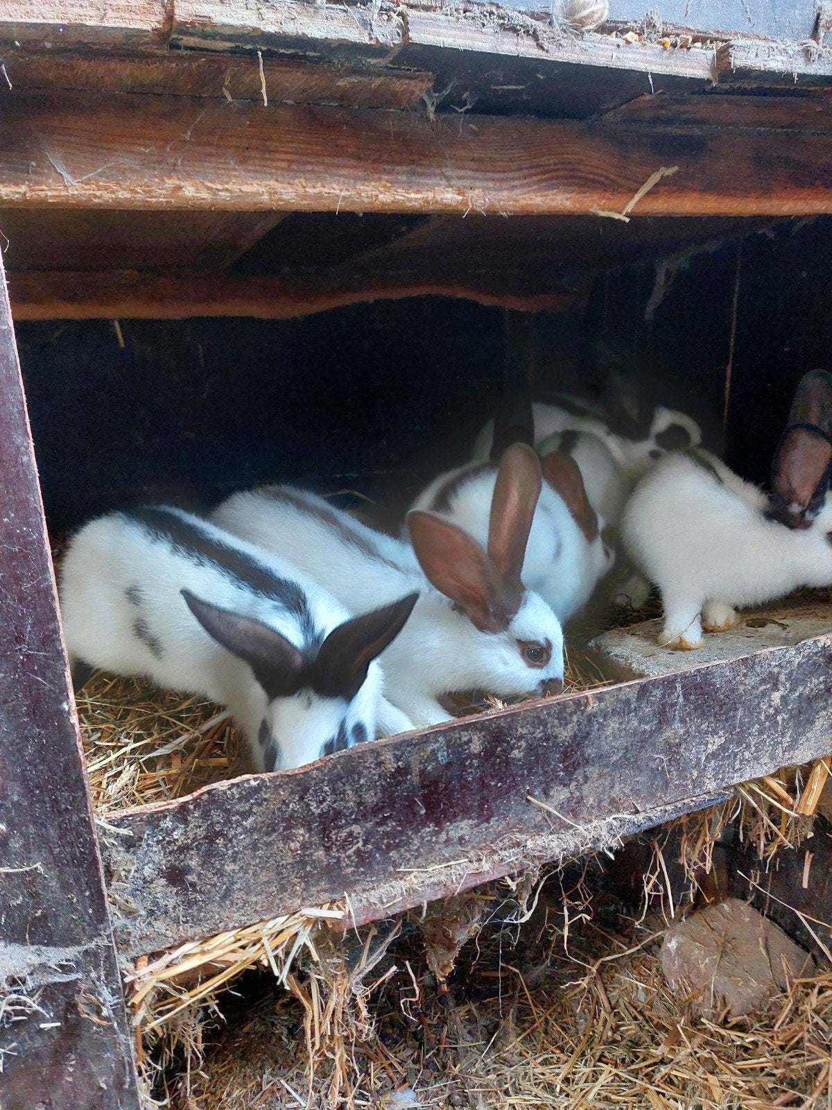 7 jonge vlinderkonijnen, Dieren en Toebehoren, Konijnen, Meerdere dieren, Middelgroot, 0 tot 2 jaar