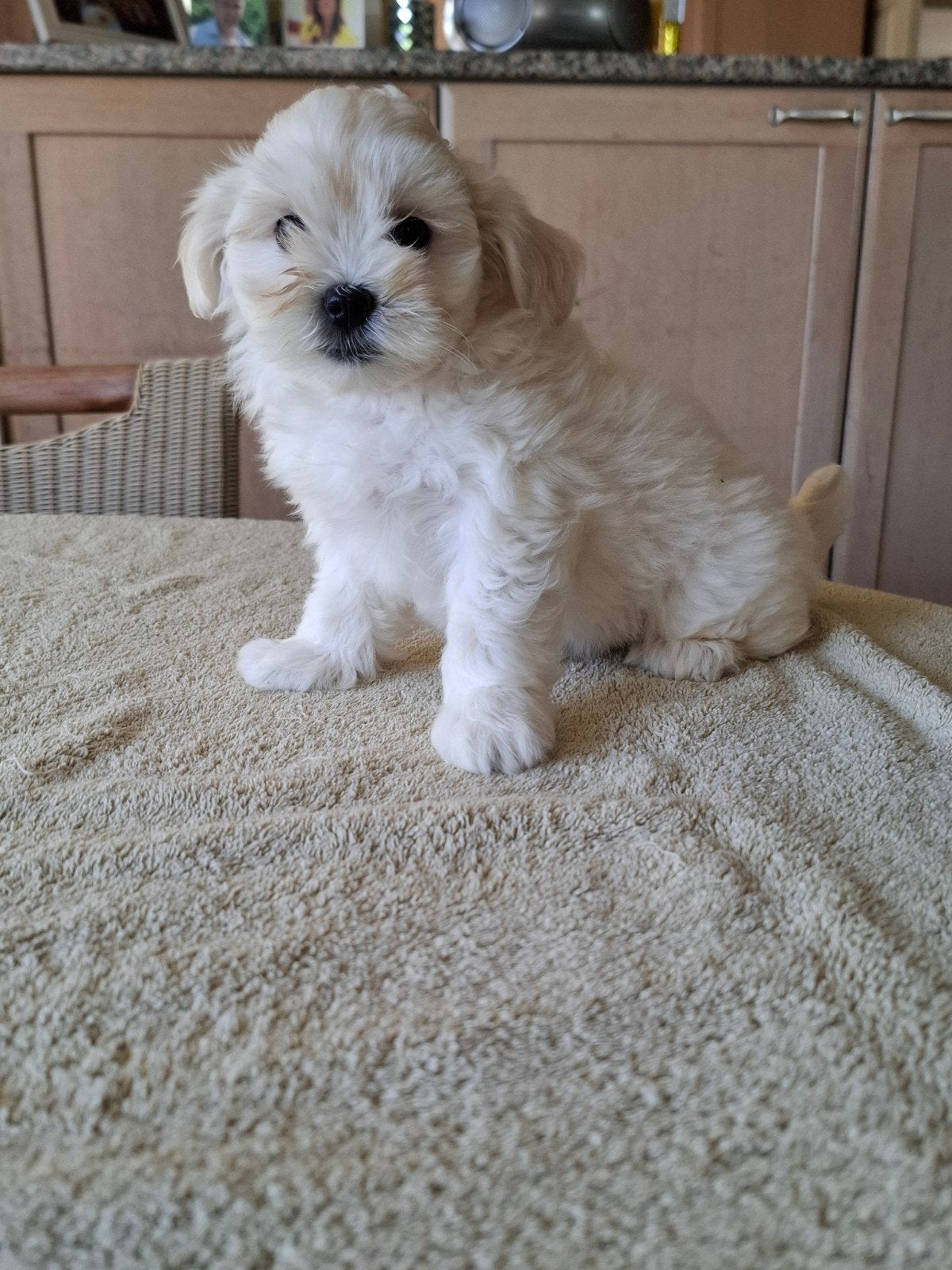 chiots maltipoo, Maladie de Carré (chiens), Bichon maltais, Plusieurs, Belgique