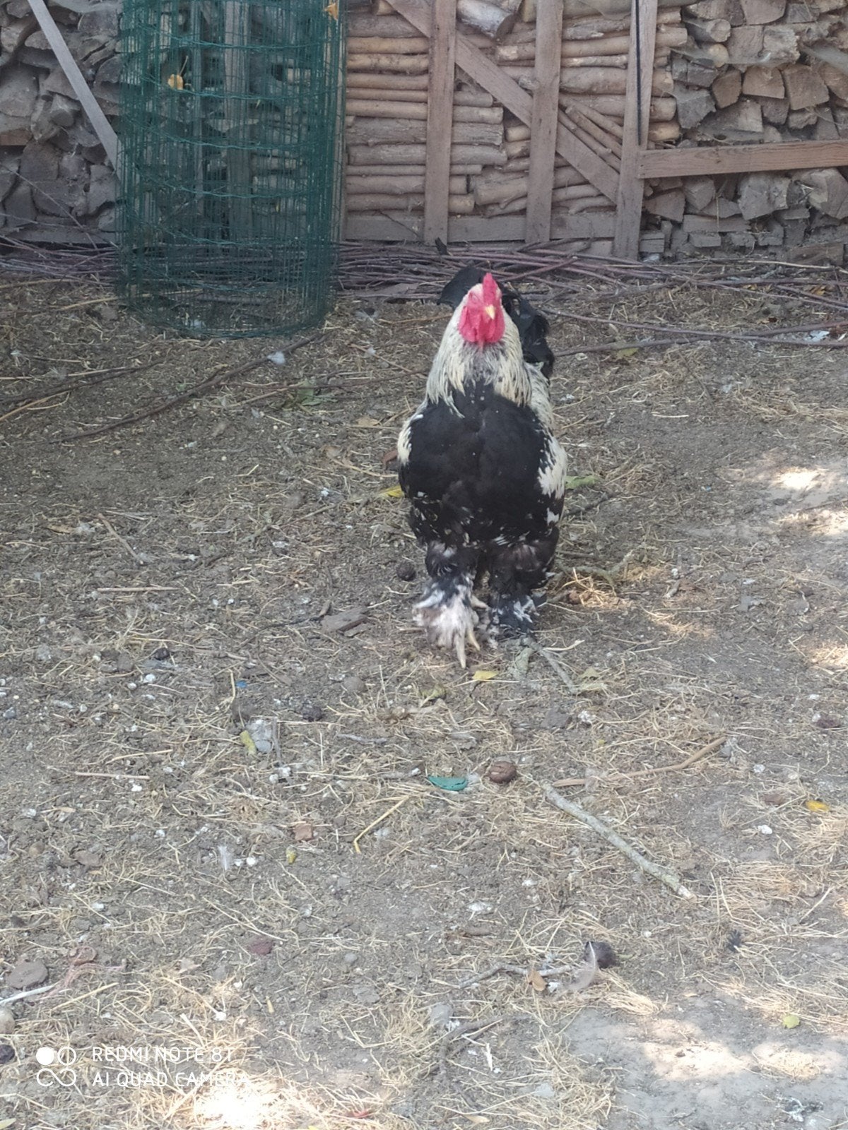 hanen te koop