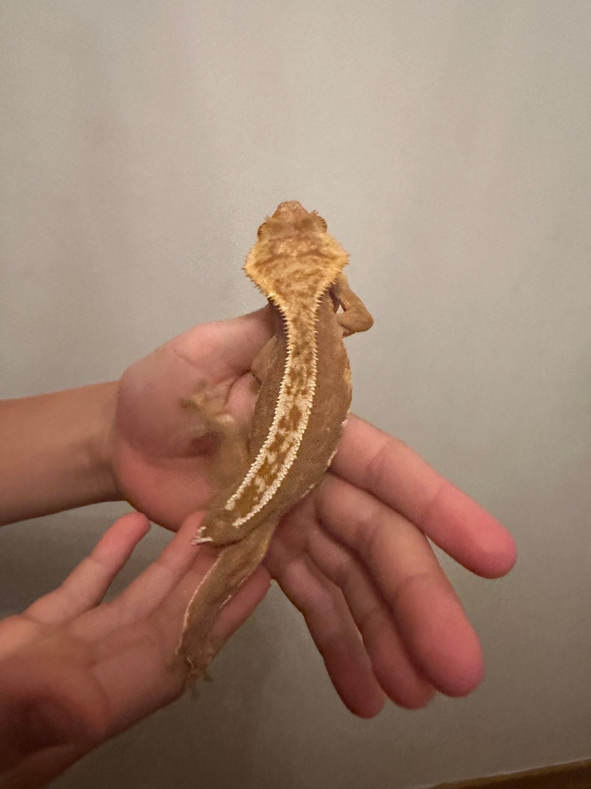 Wimpergekko gekko volwassen vrouw 2,5 jaar zonder staart, Dieren en Toebehoren, Reptielen en Amfibieën