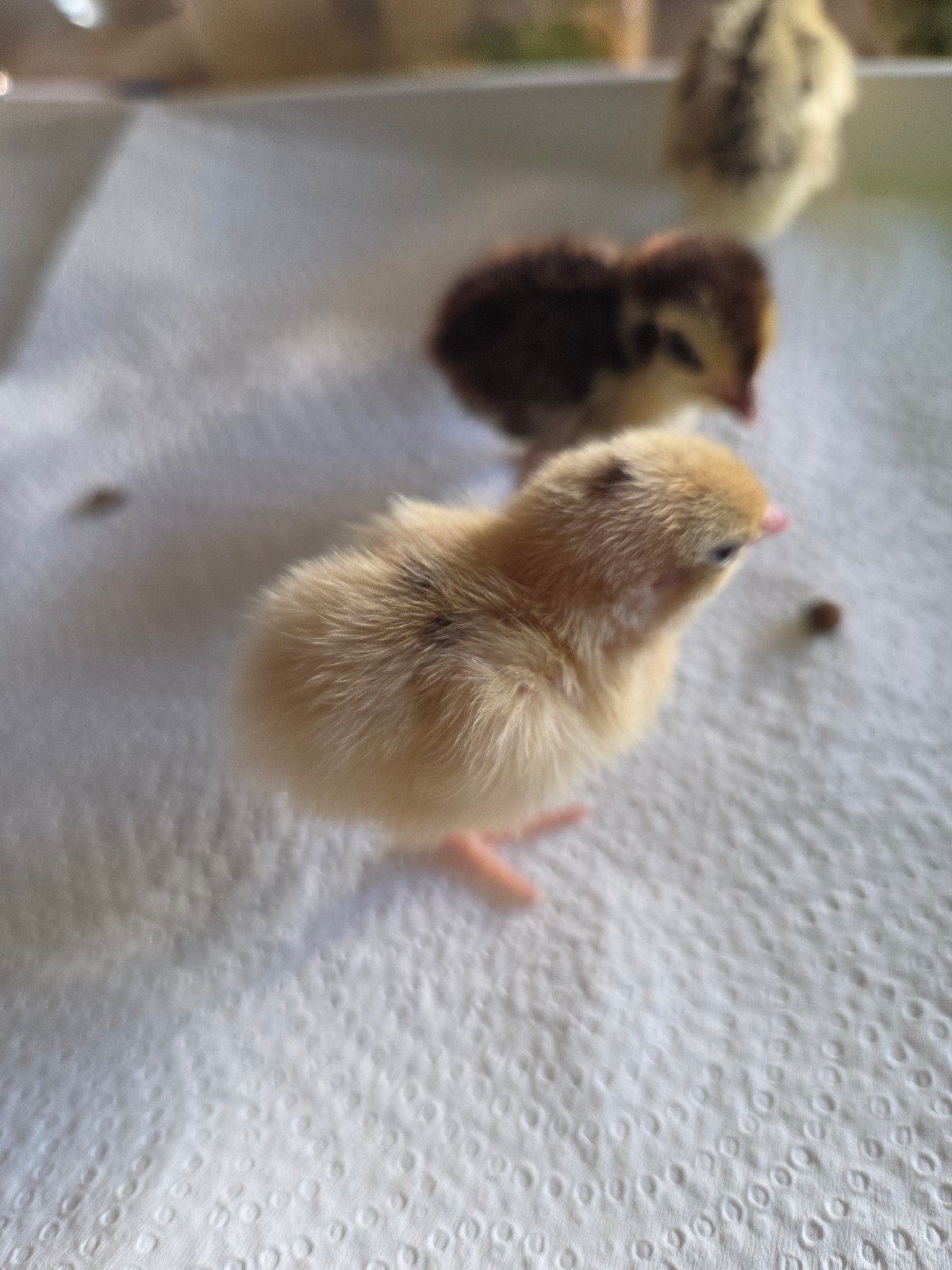 poussins de caille géants japonais, Animaux & Accessoires, Volatiles, Sexe inconnu, Autres espèces